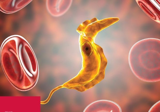 A 3D illustration of the Trypanosoma cruzi parasite. This protozoan causes Chagas’ disease in humans